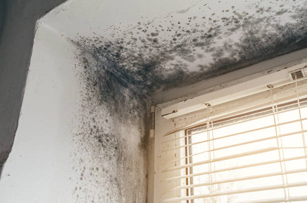 Trusted Black Mold Removal service in Westport, PA - Cheap Mold Removal